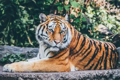 From Delhi: Ranthambore Wildlife Safari Tour with Optional Hotel