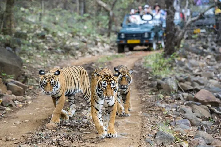 Private Guided Full-Day Ranthambore National Park Tour from Jaipur