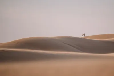 Best of Arabia in 1 day