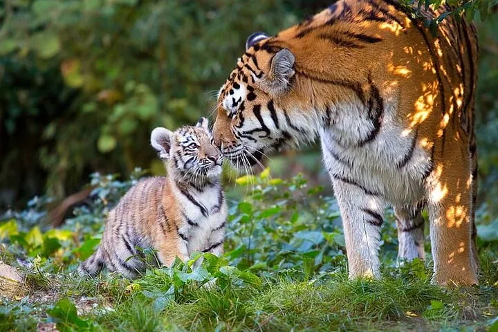 From Delhi: Golden Triangle with Tiger Safari Private Tour