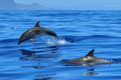 Dolphin Watching from Lisbon: Private Full-Day Setúbal & Arrábida