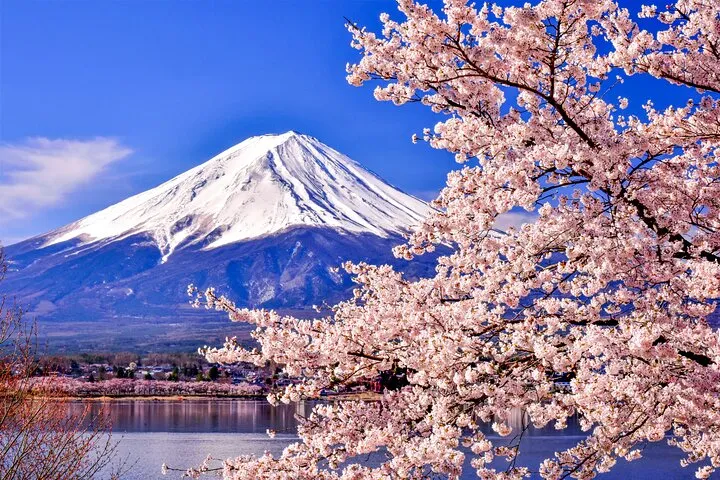 Mt. Fuji Cherry Blossom One Day Tour From Tokyo by Private Car
