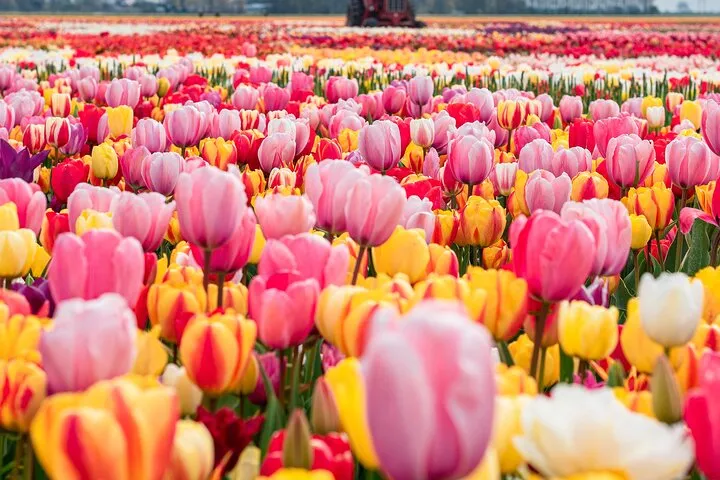 Private Tulip Fields, Windmills and Cheese Tour from Amsterdam