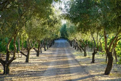Rome Countryside Vineyards and Wine Tasting - Private Tour