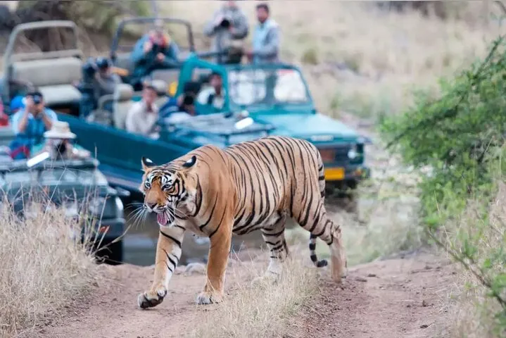 From Jaipur: Ranthambore Safari & Jaipur 2-Days Private Tour