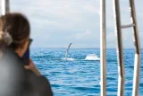 Hervey Bay: Premium Small Group Whale Watching Safari - Half Day