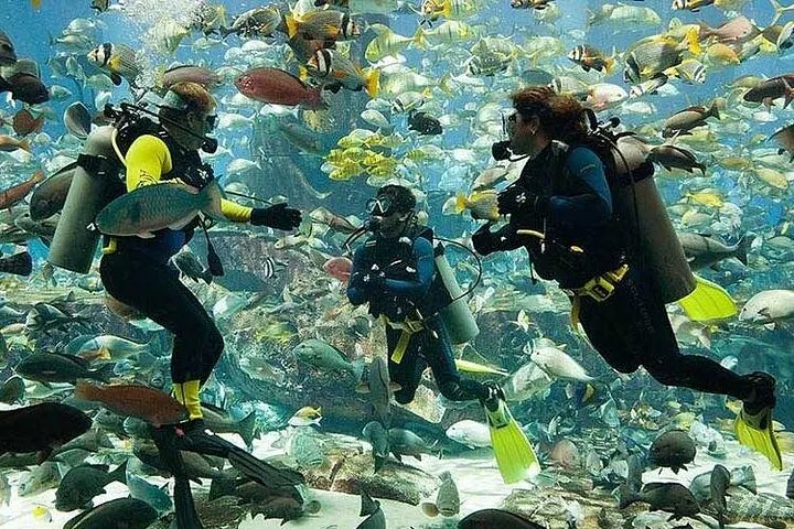 Scuba Diving at Jumeirah Dubai with Private Transfers