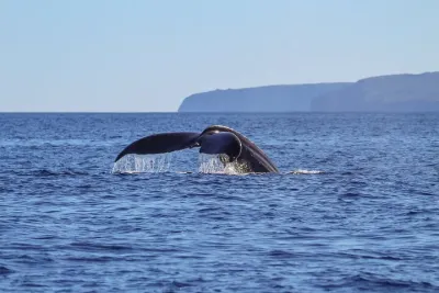 Luxury Catamaran Whale Watch