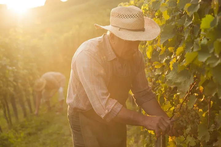 Private tour of the Champagne area, meet local producers and taste their Champagne, start from your hotel in Paris.