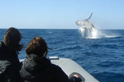 3-Hour Guided Whale and Dolphin Watching Experience in San Diego
