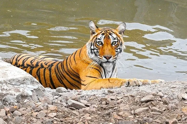 6 Days Golden Triangle with Ranthambore Tiger Safari & Varanasi