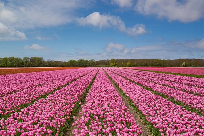 Private Tulips Tour Keukenhof Gardens and Tulip Fields