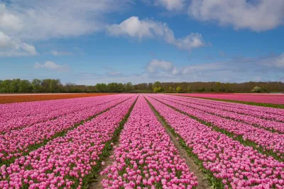 Private Tulips Tour Keukenhof Gardens and Tulip Fields