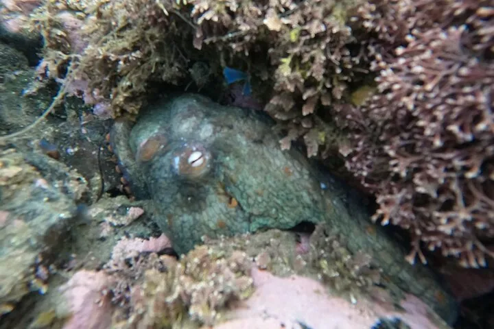 Snorkel San Diego's Mission Bay with a Marine Biologist
