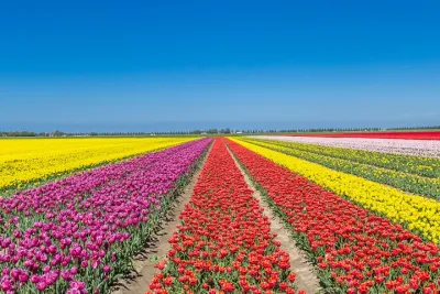 Day Trip to Famous Tulip Route in Noordoostpolder From Amsterdam