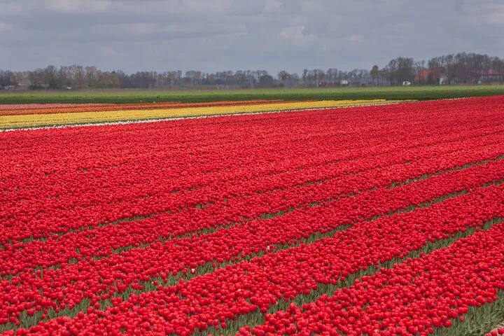 Private Tour from Amsterdam To The Most Impressive Tulip Fields