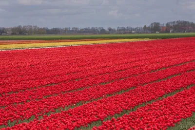 Private Tour from Amsterdam To The Most Impressive Tulip Fields