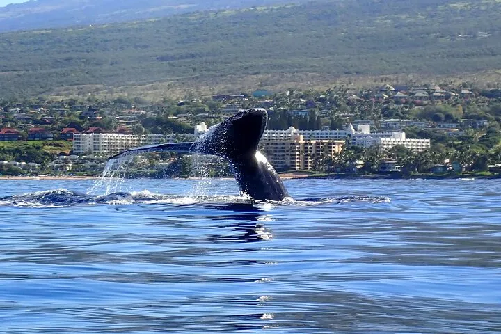 Kayak Whale Watch & Turtle Town Snorkel - Free Photos Included