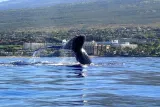 Kayak Whale Watch & Turtle Town Snorkel - Free Photos Included