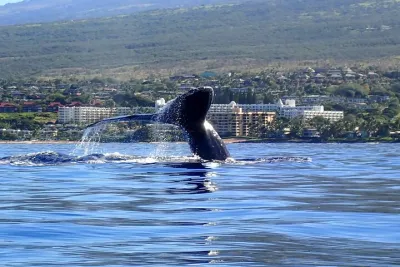 Kayak Whale Watch & Turtle Town Snorkel - Free Photos Included