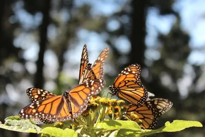 Monarch Butterfly: Biosphere Reserve & Christmas Tour in Mexico