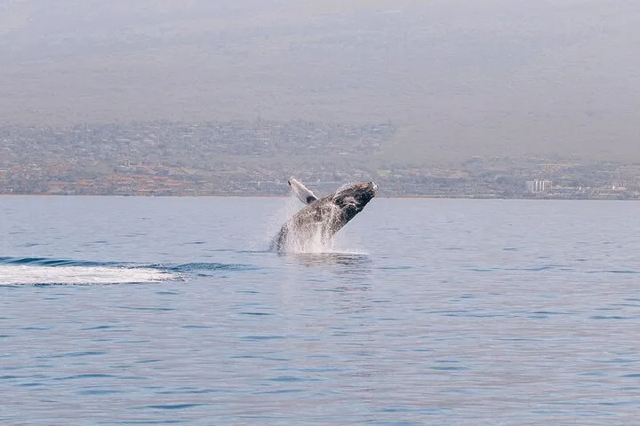 Midday Whale Watch: Mā’alaea Harbor