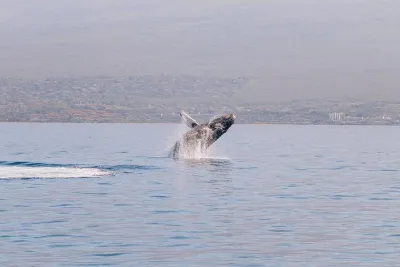 Midday Whale Watch: Mā’alaea Harbor