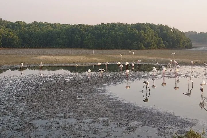 Bird Watching Tour Dubai
