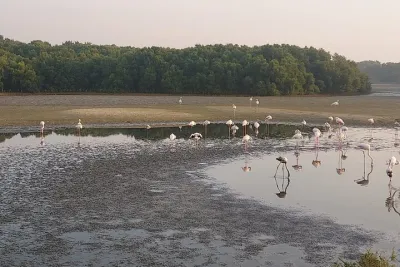 Bird Watching Tour Dubai