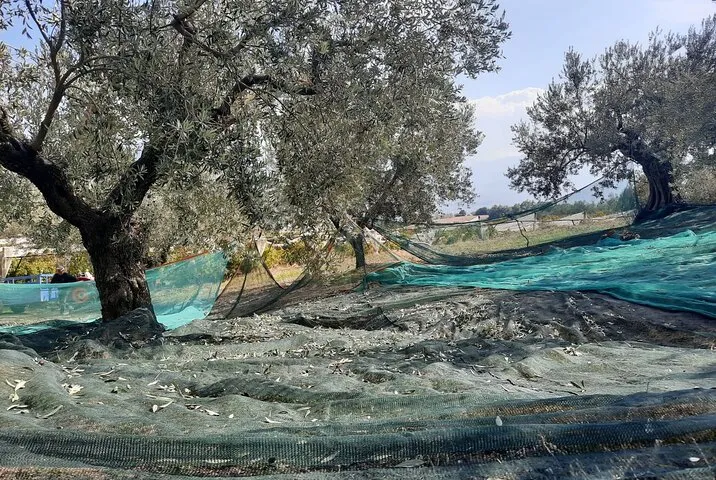 Private tour in Nafplio with Olive oil Tasting Tour in Corinth