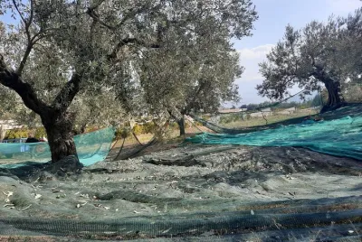 Private tour in Nafplio with Olive oil Tasting Tour in Corinth