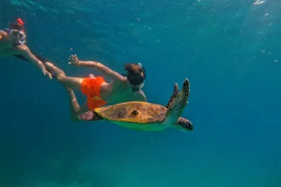 Snorkeling with turtles in Fujairah with Transfer