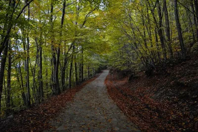 Private Tour in the Chestnut Forest of Steni Evia