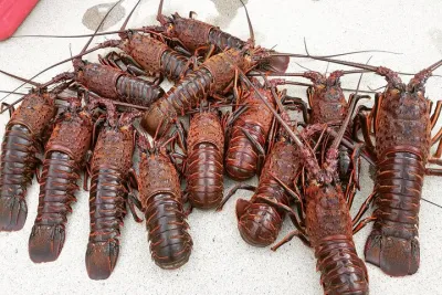San Diego Lobster Hoop Netting Charter up to 6 People