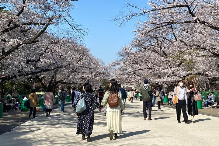 Tokyo Cherry Blossom Walking Tour