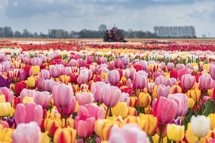 Private Tour to the Tulip Experience with Keukenhof Visit