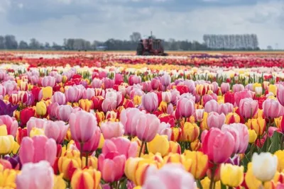 Private Tour to the Tulip Experience with Keukenhof Visit