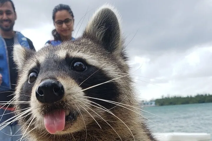 Raccoon Island Exploration on SUP/Kayak