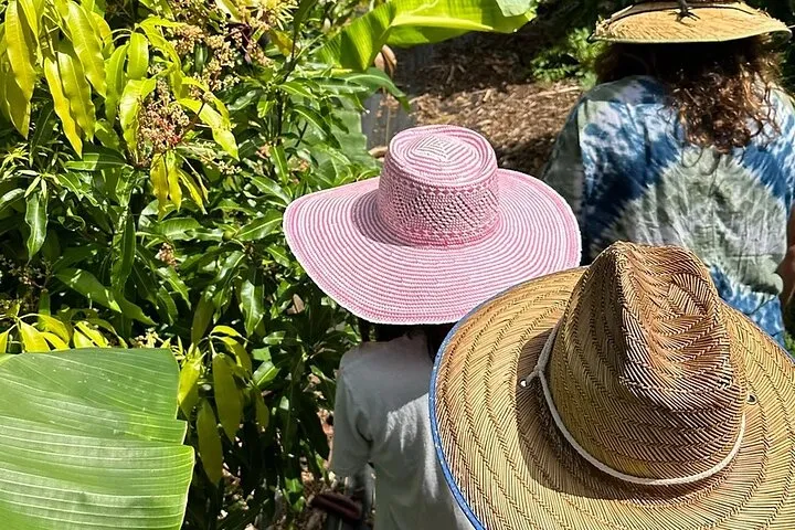 Regenerative Mango and Tropical Fruit Tour in West Maui