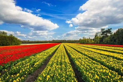 Keukenhof Tulip Gardens and Fields Tour From Amsterdam