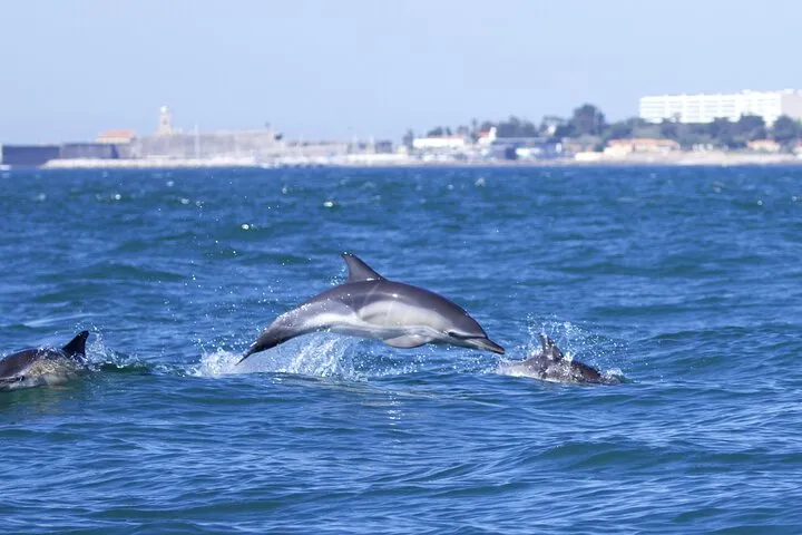 Lisbon: Dolphin Watching with Marine Biologist – Small Group