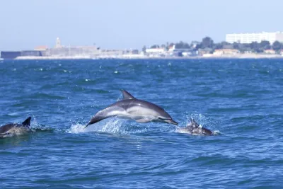 Lisbon: Dolphin Watching with Marine Biologist – Small Group