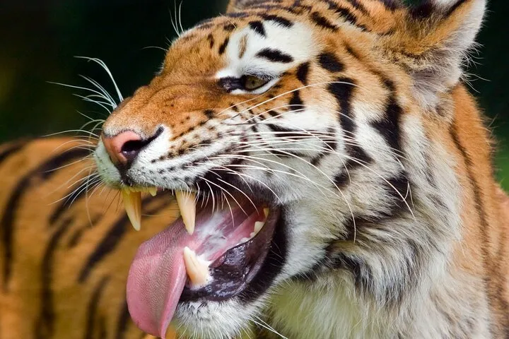 Private Corbett National Park & Nainital Tour from New Delhi