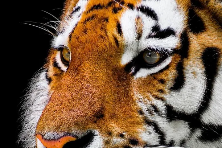 From Delhi: 7-Days Tiger Safari & Golden Triangle Tour