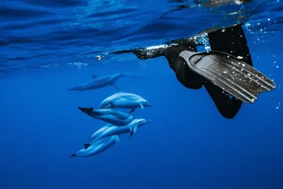 Swimming with Wild Dolphins Speedboat Adventure on Oahu