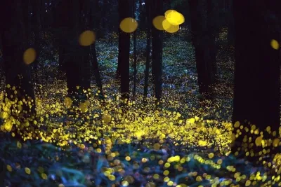 Magic Fireflies & Visit a Historic Hacienda Tour from Mexico City