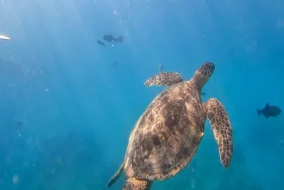 Paradise Honu Snorkeling Tour
