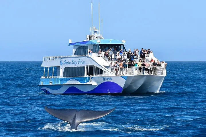 Guided Whale Watching Tour from Long Beach