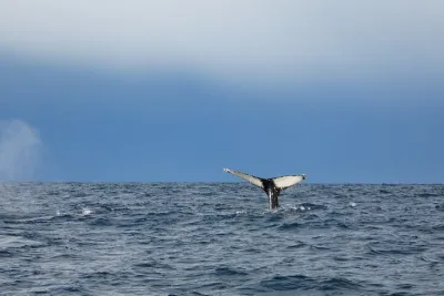 Evening Whale Watching & Puffin Cruise in the Arctic Sun