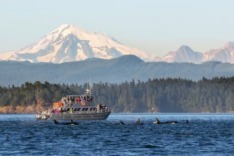 Whale Watching + Deception Pass Tour from Seattle